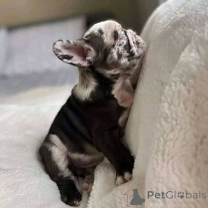 Photo №3. French Bulldog with stunning crystal blue eyes and yes, they will stay blue The. Italy