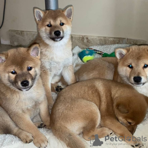 Photo №1. shiba inu - for sale in the city of Kiev | negotiated | Announcement № 33082
