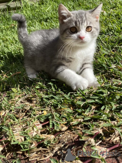 Photo №2 to announcement № 106252 for the sale of british shorthair - buy in United Kingdom from the shelter, breeder