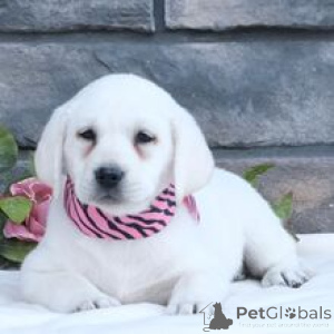 Photo №3. Labrador Retriever Female 10 weeks old Ready to go home. Germany