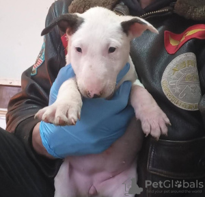 Photo №3. Bull terrier standard puppies. Serbia