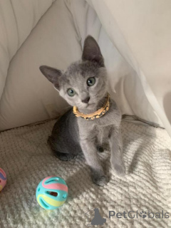 Photo №1. russian blue - for sale in the city of Langen | 329$ | Announcement № 149735