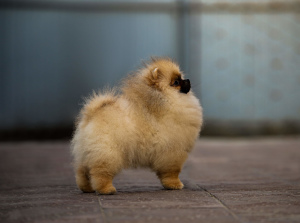 Photo №2 to announcement № 4641 for the sale of pomeranian - buy in Russian Federation breeder