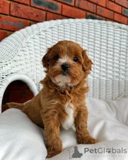 Photo №4. I will sell kavapu in the city of Berlin. private announcement, breeder - price - 753$