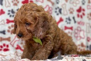 Photo №3. Beautiful Cavapoo Puppies For free adoption. Germany