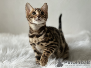 Photo №4. I will sell bengal cat in the city of Антверпен. private announcement, from nursery, breeder - price - negotiated