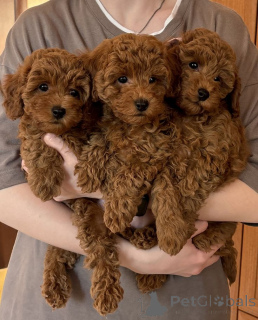 Photo №1. poodle (toy) - for sale in the city of Arpela | 516$ | Announcement № 174480
