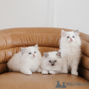 Photo №1. ragdoll - for sale in the city of Murcia | negotiated | Announcement № 176376