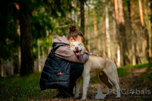 Photo №4. I will sell siberian husky in the city of Москва. private announcement - price - Is free