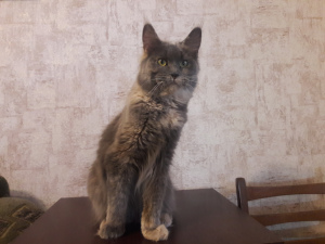 Photo №2 to announcement № 2398 for the sale of maine coon - buy in Ukraine from nursery