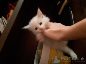 Photo №1. maine coon - for sale in the city of Tartu | 626$ | Announcement № 7232