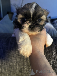 Photo №2 to announcement № 123442 for the sale of shih tzu - buy in Germany private announcement