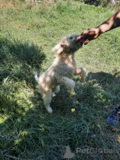 Additional photos: Elegant and sophisticated female Lagotto Romagnolo puppy