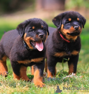 Photo №1. rottweiler - for sale in the city of Stockholm | negotiated | Announcement № 96293