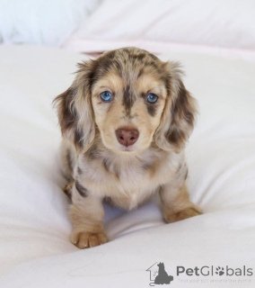 Photo №1. dachshund - for sale in the city of Bonn | 471$ | Announcement № 149619