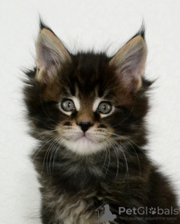 Photo №1. maine coon - for sale in the city of Kazan | negotiated | Announcement № 6311