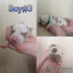 Additional photos: American Bully Puppies