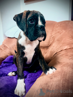Photo №1. boxer - for sale in the city of Bratislava | 1412$ | Announcement № 150474
