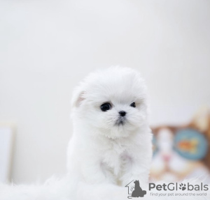 Photo №2 to announcement № 103367 for the sale of maltese dog - buy in United States private announcement, from nursery