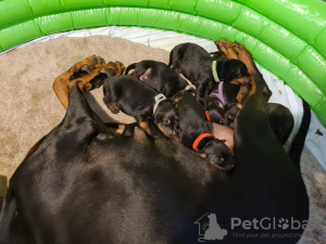 Additional photos: Потрясающий помет крупных черно-подпалых щенков доберманов