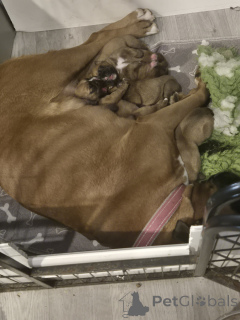 Photo №3. adorable litter of mixed bob tail & long tail boxers. United States