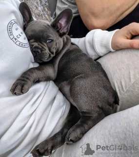 Photo №3. FEMALE FRENCH BULL DOG PUPPY. Germany