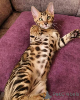 Photo №2 to announcement № 137085 about purchase of bengal cat - buy in Finland private announcement, breeder