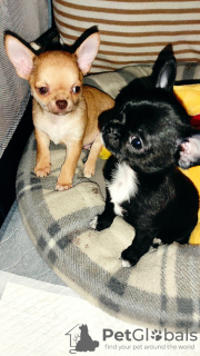 Additional photos: chihuahua babies