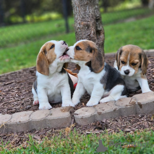 Photo №1. beagle - for sale in the city of Bergheim | negotiated | Announcement № 138300