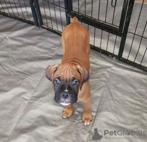 Additional photos: Boxer puppies for adoption