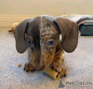 Photo №2 to announcement № 116037 for the sale of dachshund - buy in United States breeder