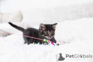 Photo №4. I will sell  in the city of Moscow river.  - price - Is free