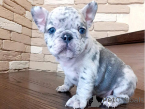 Photo №1. french bulldog - for sale in the city of Stockholm | 400$ | Announcement № 84878