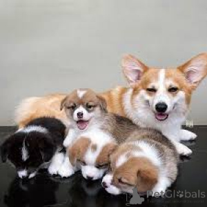 Photo №3. Pembroke Welsh Corgi Puppies. Switzerland