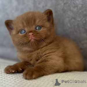 Photo №1. british shorthair - for sale in the city of Bidford-on-Avon | negotiated | Announcement № 173777