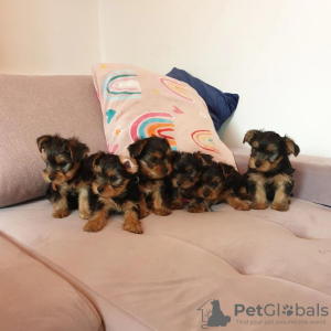 Photo №4. I will sell english toy terrier in the city of Würzburg. private announcement, from nursery, breeder - price - 338$