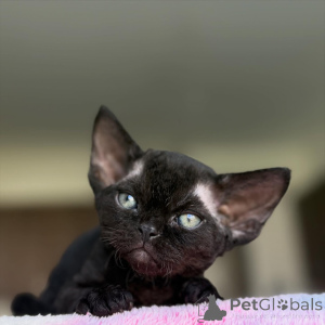Photo №4. I will sell devon rex in the city of Tampere. private announcement, breeder - price - 516$