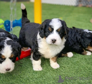 Photo №1. bernese mountain dog - for sale in the city of Prague | negotiated | Announcement № 167447