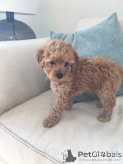 Photo №3. F1b Goldendoodle Miniature Ready to Join Their New and Forever Home. United States