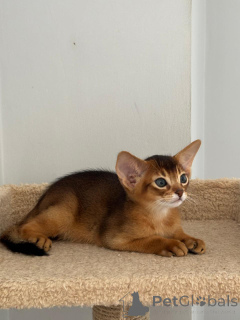 Photo №1. abyssinian cat - for sale in the city of Istanbul | negotiated | Announcement № 135309