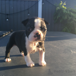 Photo №4. I will sell boston terrier in the city of Москва. private announcement - price - 317$