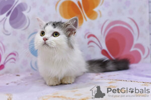 Photo №2 to announcement № 133337 for the sale of munchkin shorthair - buy in France private announcement