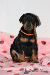 Photo №1. dobermann - for sale in the city of Barsbüttel | negotiated | Announcement № 166378