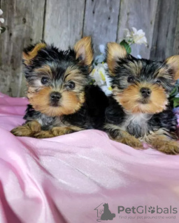 Photo №2 to announcement № 46172 for the sale of yorkshire terrier - buy in Germany private announcement
