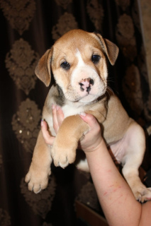 Photo №2 to announcement № 1495 for the sale of ca de bou - buy in Russian Federation breeder