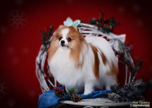 Additional photos: Small German Spitz. Puppies