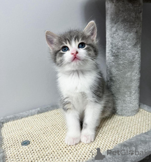 Photo №1. scottish fold - for sale in the city of New York | 250$ | Announcement № 100113