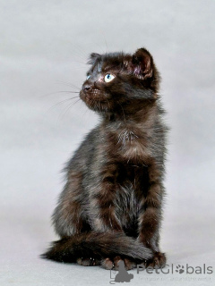 Photo №2 to announcement № 155344 for the sale of  - buy in Russian Federation private announcement