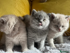 Photo №1. british shorthair - for sale in the city of Zürich | negotiated | Announcement № 168289