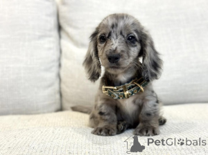 Photo №1. dachshund - for sale in the city of Berlin | 650$ | Announcement № 159568